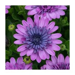 Osteospermum 3D 'Double Pink' | Bedding | 5 x Large Plugs
