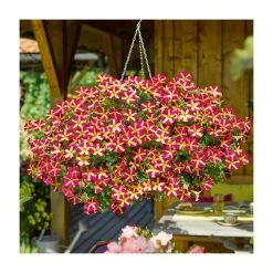 Petunia Amore™ 'Queen of Hearts' | Bedding | 5 x Large Plugs