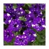 Petunia Sky 'Night Sky®' | Bedding | 5 x Large Plugs