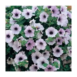 Petunia Surfinia® 'Blue Vein' | Bedding | 5 x Large Plugs