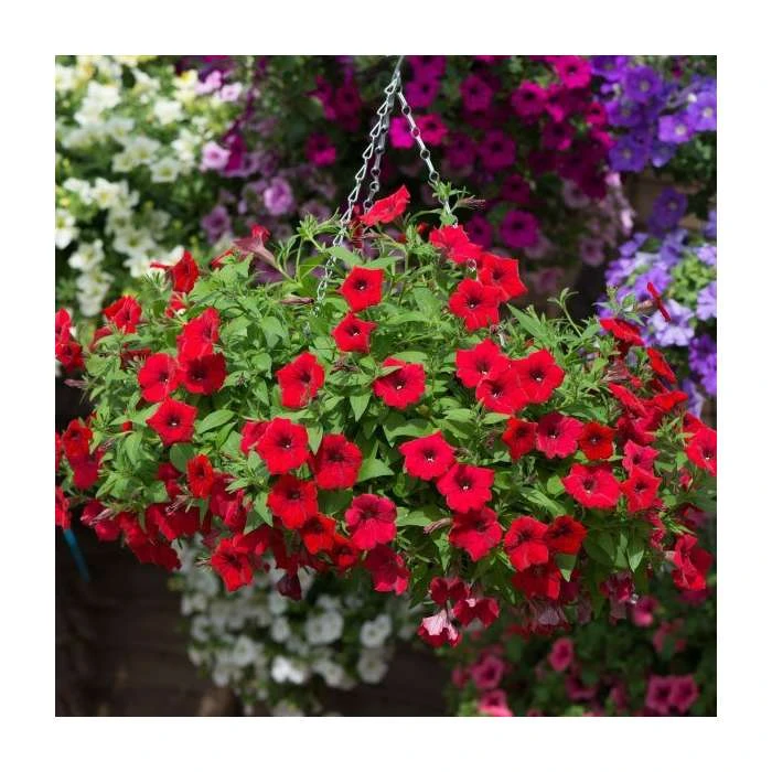 Petunia Surfinia® 'Deep Red' | Bedding | 5 x Large Plugs - Image 3