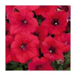 Petunia Surfinia® 'Deep Red' | Bedding | 5 x Large Plugs