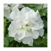 Petunia Tumbelina® 'Diana' | Bedding | 5 x Large Plugs