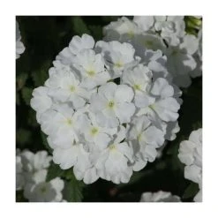Verbena Showboat 'White' | Bedding | 5 x Large Plugs