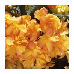 Begonia Illumination® 'Apricot Shades' | Perennials | Pack of 5 Large Premium Plug Plants
