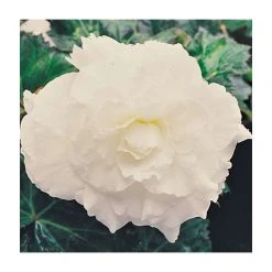 Begonia 'Nonstop White' | Perennials | Pack of 5 Large Premium Plug Plants