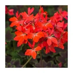 Geranium Variegated 'Chocolate' | Perennial | 5 x Large Plugs