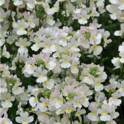 Nemesia Scented 'Wisley Vanilla' | Bedding | 5 x Large Plugs