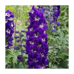 Delphinium elatum Magic Fountains 'Dark Blue with White Bee' | Perennial | 5 x Large Plugs