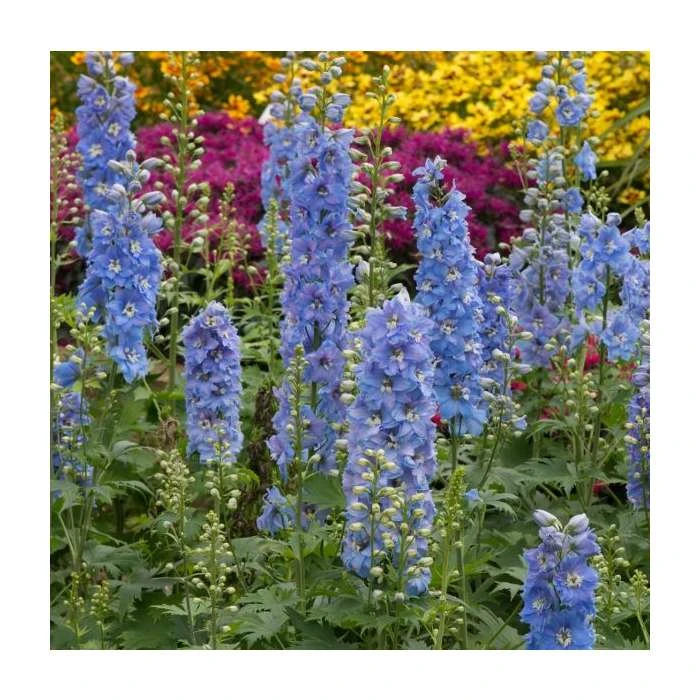 Delphinium elatum Magic Fountains 'Sky Blue with White Bee' | Perennial | 5 x Large Plugs - Image 2