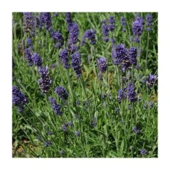 Lavandula angustifolia 'Hidcote Blue' | Perennial | 5 x Large Plugs