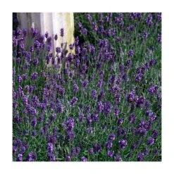 Lavandula angustifolia 'Munstead' | Perennial | 5 x Large Plugs
