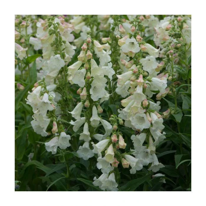 Penstemon Arabesque 'Appleblossom' | Perennial | 5 x Large Plugs - Image 2