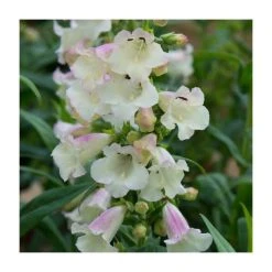 Penstemon Arabesque 'Appleblossom' | Perennial | 5 x Large Plugs