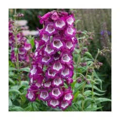 Penstemon Arabesque 'Violet' | Perennial | 5 x Large Plugs