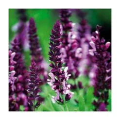Salvia nemorosa 'Sensation Rose' | Pack of 5 Plug Plants