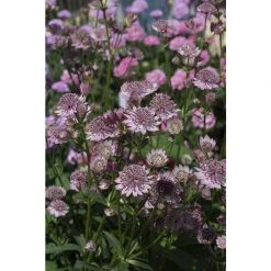 Astrantia major 'Button Pink' | Perennials | 5 x Large Plugs