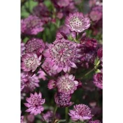 Astrantia major 'Button Cerise' | Perennials | 5 x Large Plugs