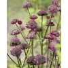 Astrantia major 'Moulin Rouge' | Perennials | 5 x Large Plugs