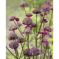 Astrantia major 'Moulin Rouge' | Perennials | 5 x Large Plugs