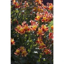 Alstroemeria x hybrida 'Summer Paradise Indian Summer' | Perennials | 5 x Large Plugs