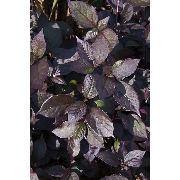 Alternanthera 'Purple Knight' | Bedding | 5 x Large Plugs