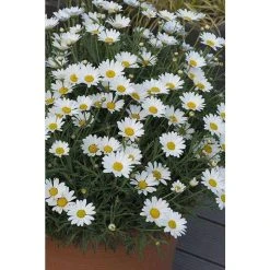 Argyranthemum 'Everest' | Bedding | 5 x Large Plugs