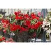 Begonia 'Funky Scarlet' | Bedding | 5 x Large Plugs