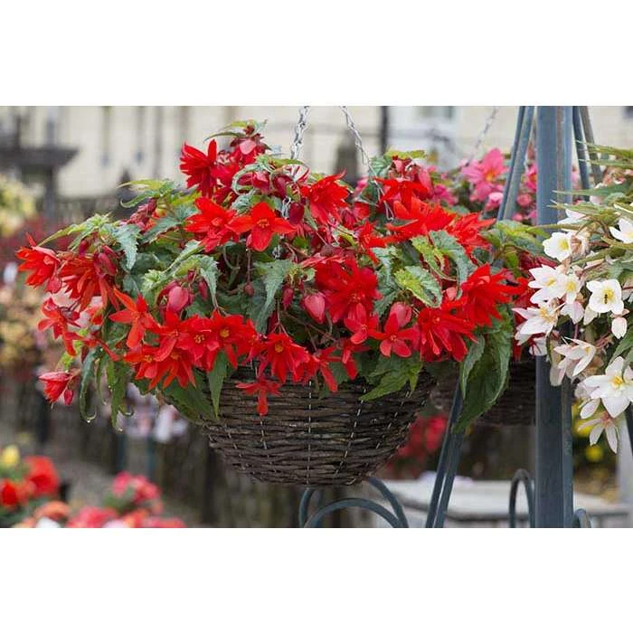 Begonia 'Funky Scarlet' | Bedding | 5 x Large Plugs