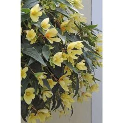 Begonia Million Kisses® 'Honeymoon' | Bedding | 5 x Large Plugs