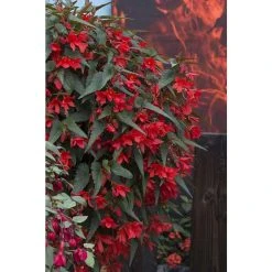 Begonia Million Kisses® 'Valentine' | Bedding | 5 x Large Plugs