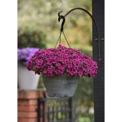 Calibrachoa Cabaret® 'Good Night Kiss' | Bedding | 5 x Large Plugs