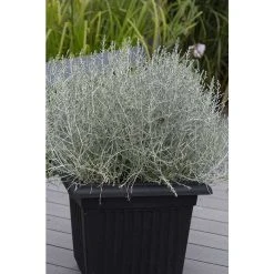 Calocephalus 'Titanium' | Perennials | 5 x Large Plugs