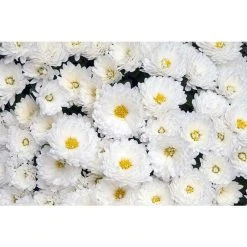 Chrysanthemum Belgian Garden Mums 'Isaura White' | Bedding | 5 x Large Plugs