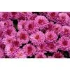 Chrysanthemum Belgian Garden Mums 'Bolero Purple' | Bedding | 5 x Large Plugs