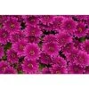 Chrysanthemum Belgian Garden Mums 'Erina Mauve' | Bedding | 5 x Large Plugs