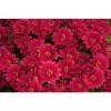 Chrysanthemum Belgian Garden Mums 'Erina Red' | Bedding | 5 x Large Plugs