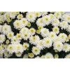Chrysanthemum Belgian Garden Mums 'Osimo White | Bedding | Perennials | 5 x Large Plugs