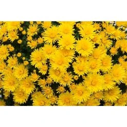 Chrysanthemum Belgian Garden Mums 'Picardie' | Bedding | 5 x Large Plugs