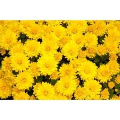 Chrysanthemum Belgian Garden Mums 'Vittorio' | Bedding | Perennials | 5 x Large Plugs