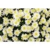 Chrysanthemum Belgian Garden Mums 'Isola White' | Bedding | Perennials | 5 x Large Plugs