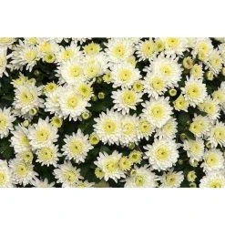 Chrysanthemum Belgian Garden Mums 'Isola White' | Bedding | Perennials | 5 x Large Plugs