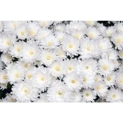 Chrysanthemum Belgian Garden Mums 'Marco' | Bedding | Perennials | 5 x Large Plugs