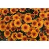 Chrysanthemum Belgian Garden Mums 'Olivia' | Bedding | Perennials | 5 x Large Plugs
