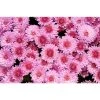 Chrysanthemum Belgian Garden Mums 'Rosano Pink' | Bedding | Perennials | 5 x Large Plugs