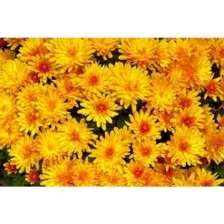 Chrysanthemum Belgian Garden Mums 'Samini Orange' | Bedding | 5 x Large Plugs