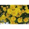 Chrysanthemum Belgian Garden Mums 'Samini Yellow' | Bedding | 5 x Large Plugs
