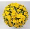 Chrysanthemum Bran Series 'Brancrown' | Bedding | Perennials | 5 x Large Plugs