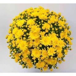 Chrysanthemum Bran Series 'Brancrown' | Bedding | Perennials | 5 x Large Plugs