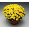 Chrysanthemum Bran Series 'Branmaya' | Bedding | Perennials | 5 x Large Plugs